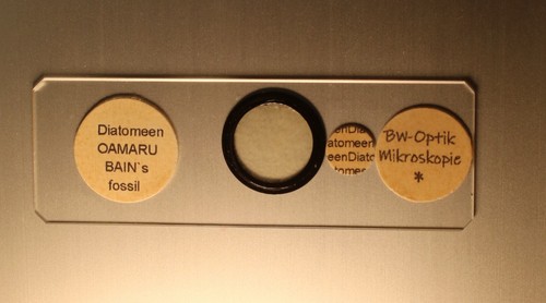 Stück mikroskop diatomeen - 1,